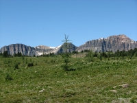 Sunshine Meadows